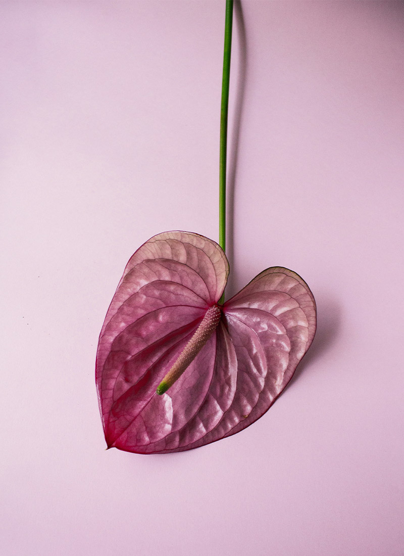 Flamingoblomst som plante på badet