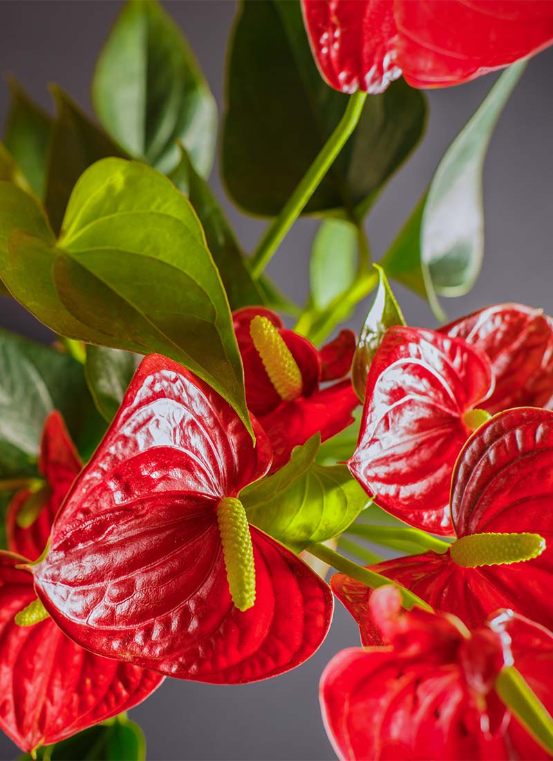 Flamingoblomst som plante på badet