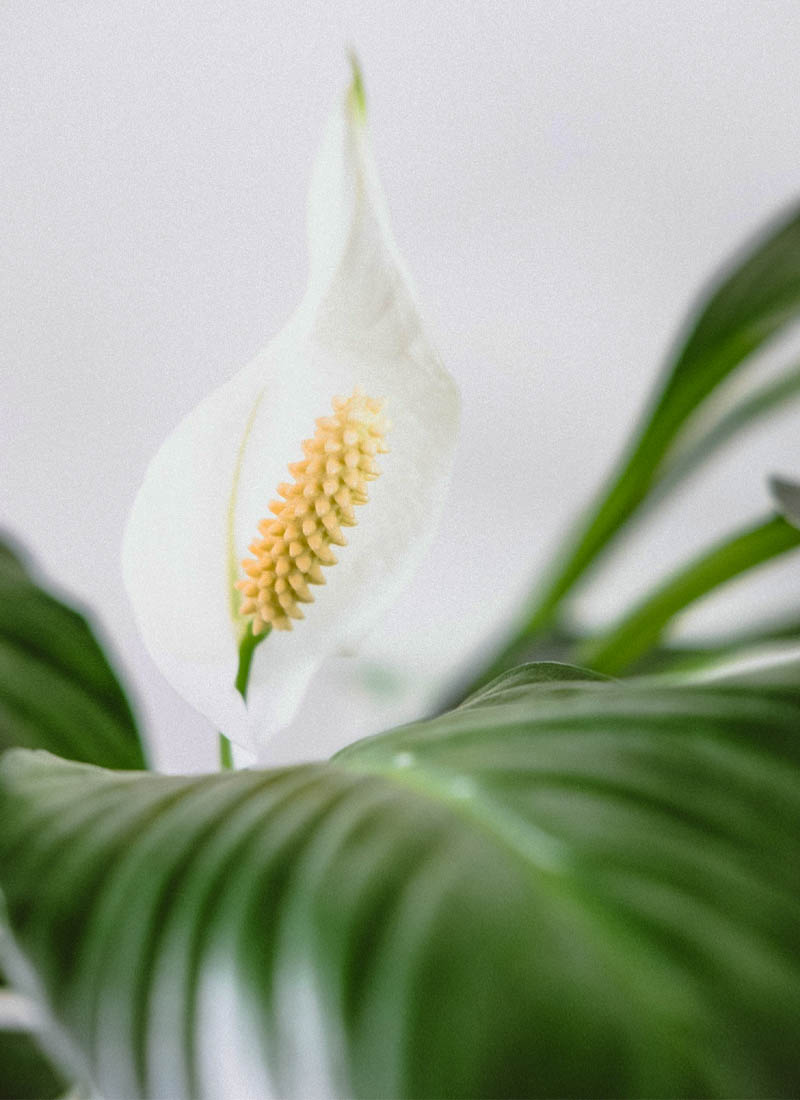 Fredslilje som plante på badet