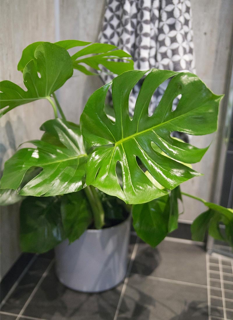 Monstera eller vindusblad som plante på badet